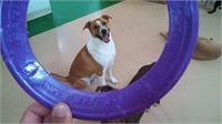 daycare pic 55 - aston thru frisbee